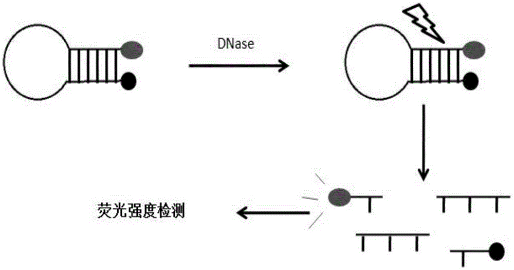cn105648062a_检测脱氧核糖核酸酶的dna探针,试剂盒和方法在审