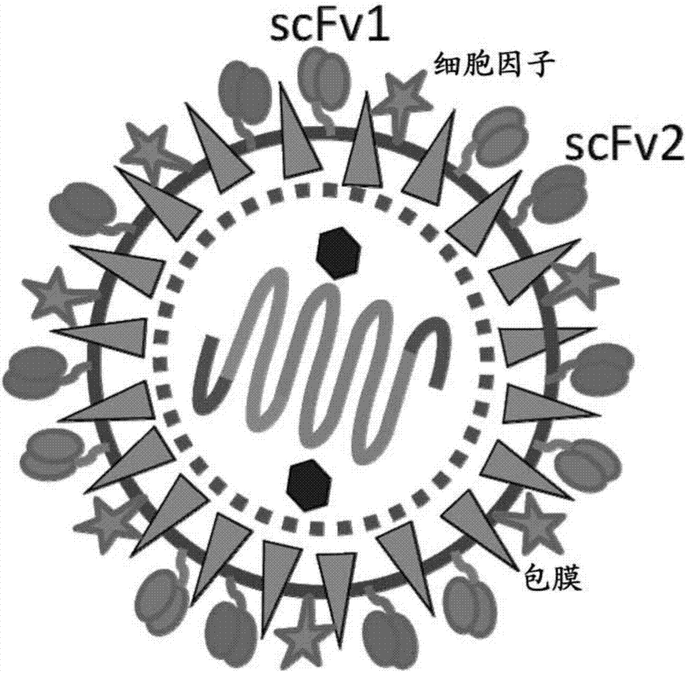 cn107406860a_逆转录病毒载体和慢病毒载体在审