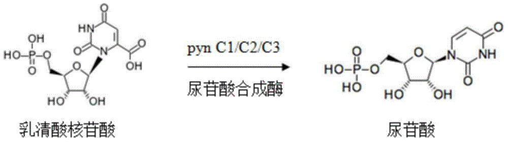冬虫夏草中国被毛孢尿苷酸合成酶,编码基因及应用