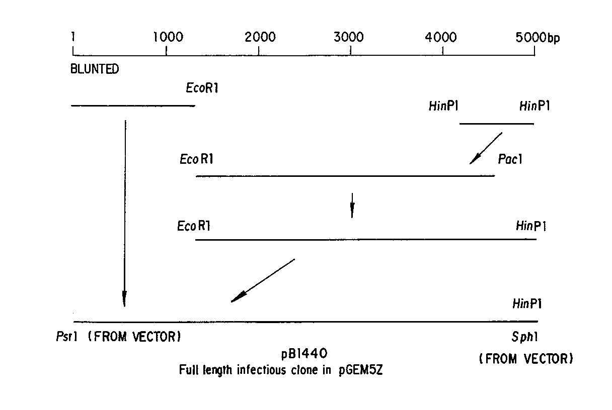 us5885585(a)_attenuated canine parvovirus vaccine未知